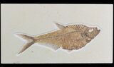 Large, Diplomystus Fossil Fish - Wyoming #51261-1